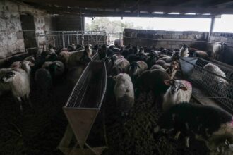 Livestock breeders in Larissa kept a worker hostage in the corral for 9 months