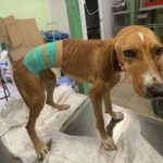 Unbelievable cruelty to a dog in Halkidiki