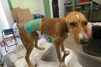 Unbelievable cruelty to a dog in Halkidiki