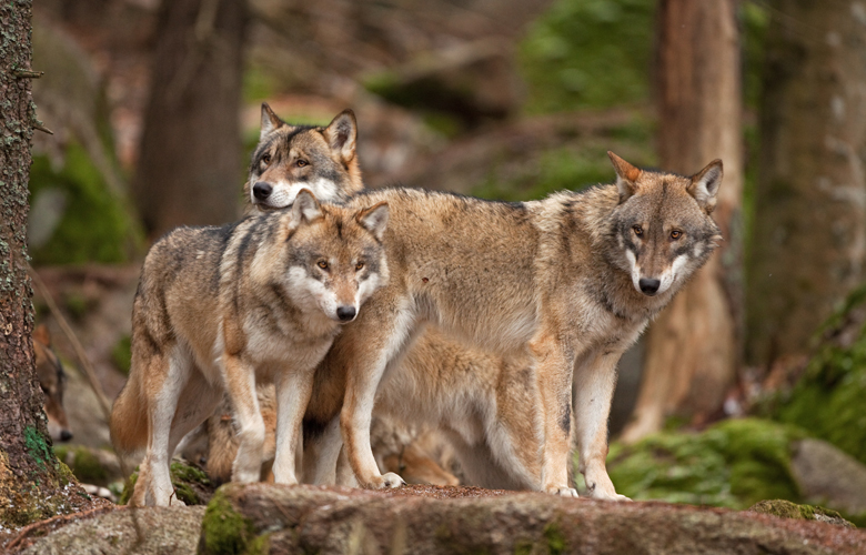 Wolves came out... pagania in the mountains of Fthiotida and Evrytania