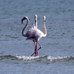 Brutality in Lake Carla: unconscious shot and killed flamingos