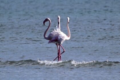 Brutality in Lake Carla: unconscious shot and killed flamingos