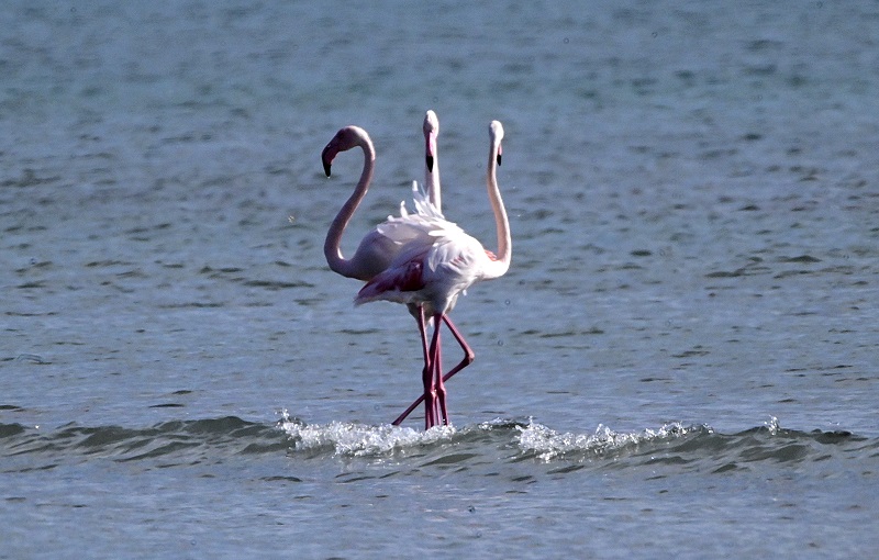 Brutality in Lake Carla: unconscious shot and killed flamingos