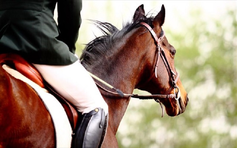 Horse Riding Trainer was denounced for sexual harassment by his students